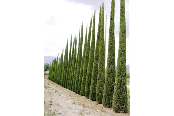 100 Graines de Cyprès Méditerranéen (Cupressus Sempervirens Pyramidalis) Vert