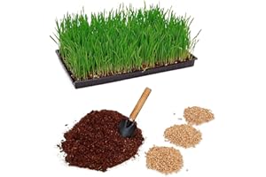 Pfotenolymp® Kit de Plantation d'herbe à Chat avec Bol en Plastique – Bol à Herbe pour Chat – Kit de Plantation prêt à l'emploi avec graines et Terre – DIY – Terre de Coco