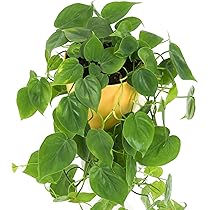 GardenersDream Philodendron Scandens Pflanze im Topf  Kletternde  Innenbereich Zimmerpflanze  Pflegeleichte Luftreinigende Pflanze fr  Wohnzimmer und Bro - Geschenk fr Pflanzenliebhaber (15 cm) : Amazon.de:  Garten