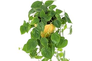 GARDENERSDREAM 1 x Philodendron Scandens | Plante Grimpante d'intérieur dans un Pot