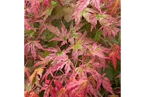 GARDENERSDREAM Acer palmatum "Phoenix" | Érable du Japon Plante de jardin à feuilles caduques Arbuste en pot