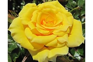 GORGEOUS GARDEN ROSES Flower Power Gold - 5.5lt Potted Patio Garden Rose Bush - Repeat Flowering, Bright Yellow, Fragrant Blooms