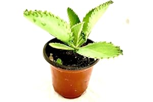 DECOALIVE Kalanchoe Daigremontiana Planta Milagrosa Una Planta Viva con Sorprendentes Beneficios