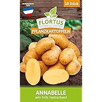 FLORTUS 2000-0398 Pflanzkartoffeln Annabelle 10 Stück I Festkochend, sehr früh I Saatkartoffeln pflanzen & anbauen I…