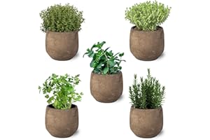 SMPLY. Pack de 5 Plantas Aromáticas Naturales - Perejil, Menta, Romero, Tomillo y Orégano - Hierbas Mediterráneas - ideal para regalar - Interior y Exterior (no incluye maceta cerámica)