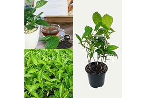 CARBETH PLANTS Camellia Sinensis - Tea Plant in A 12cm Pot - Indoor/House Plant - Grow Your Own Tea