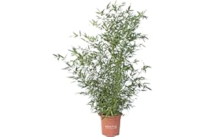 KENTIS - Bambusa Phyllostachys Bissetii - Bamboo Pianta Vera da Esterno - Bambù Piante da Giardino - H 170-200 cm Vaso Ø 24 cm