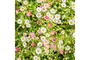 KÖLLE BIO Bio Spanisches Gänseblümchen 'Blütenmeer' weiß, Topf-Ø 11 cm, 3er-Set