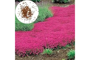 PERZOE 200 Piezas de Semillas de tomillo rastrero, Alfombra de Cubierta de Suelo Planta de Flor perenne Planta de jardín fácil de Cultivar Semillas de Berro de Roca Semillas