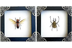 VINATIMES Pack of 2 Real Framed Wasp Beetle Handmade Shadow Box Insect White Wood Frame Unique Taxidermy Collectables Tabletop Wall Art Decoration Artwork Home Decor Living Reading Gallery Bedroom K12-52TR54TR