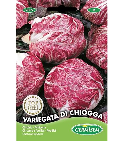 Radicchio Variegata di Castelfranco, attraktive Blattfrbung in rot und  wei, Samen : Amazon.de: Garten