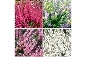 GrowOn Shrubs [x4] Scottish Heather Calluna Collection | Variety-Pack | Evergreen Shrubs | Outdoor Garden Ready Plants | Summer and Autumn Flowering | Red, Pink, Purple, White Flowers