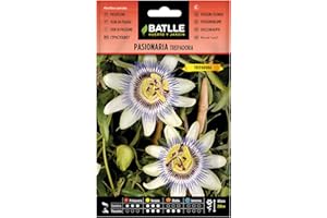 SEMILLAS BATLLE PASSIFLORE GRIMPANTE Blanche