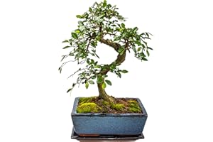BONSAI LT Bonsai Baum mit Keramik Blumentopf - Chinese elm - ca. 10 Jahre (ca.30-40 cm hoch)