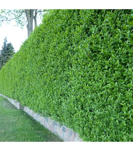 10x Liguster Atrovirens 80-120cm - Immergrüne Heckenpflanzen Im 3L Topf, Winterhart