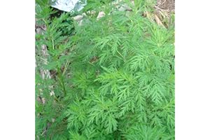 Haloppe 50 Stück Artemisia Annua Pflanzensamen für die Bepflanzung des Hausgartens, Samen Frische Artemisia Annua Pflanzensamen Samen