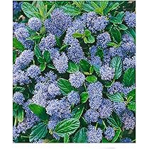 Viburnum Tinus Stamm-Pflanze 90cm - Immergrüne Terrassenpflanze Frostbeständig