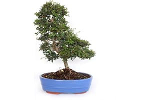 KENTIS - Bonsai Zelkova sp. - Bonsai Japansk Alm - Äkta Prydnadsväxter För Utomhus- Och Inomhusbruk - H 40-50 cm Keramikkruka Ø 26 cm
