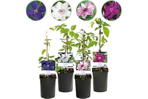 GREEN BOUTIQ GreenboutiQ - Plante grimpante - Clematis Rainbow - Fleurs Roses Blanches Violettes Rouges - Peu d'entretien - 4 plantes - Pot 11cm Hauteur 40cm