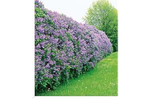 BALDUR-GARTEN GMBH BALDUR Garten Flieder-Hecke, 1 Pflanze, Edelflieder Fliedertraum Blüten-Hecke, Sichtschutz, Syringa vulgaris, winterhart & anspruchslos, Schnittblume, blühend