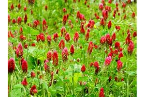 DAMAVAND PRO Crimson Red Clover Seeds Organic for Green Manure - 25GM Pack to attrace Bee, Pretty Garden School Yard Cottage 3000 Seeds