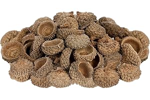 Supvox Natürliche Kappen der Eichel 50pcs Eichelkornkappen für das In Handarbeit machen der Dekoration diy Hauptparteihochzeitsdekor-Danksagungsweihnachtsfestiva