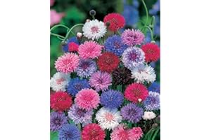 PAGANO DOMENICO E FIGLI SEMENTI DAL 1954 FIORDALISI IN MISCUGLIO NR.200 SEMI