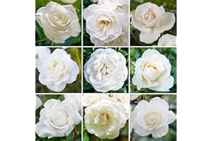 GARDENERSDREAM Élégant Rosier Blanc en pot | Rosiers de jardin haut de gamme avec fleurs colorées en été