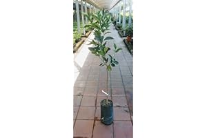 TRANHUY Pianta di arance Albero arancio Vaniglia