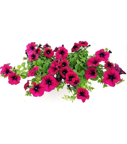 POWERS TO FLOWERS - MENTA BIO TRIS: MOJTO VARIEGATA, MOJTO CLASSICA Glaciale Nera 3 Piante Piante Vere