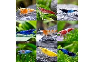 ‎DAXTON-PLANT 5x Zwerggarnelen Neocaridina davidi Mix/Fabenfrohe Mischung aus bunten Garnelen/Aquarium Garnelen
