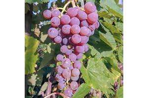 BAUMSCHULE WEDROWSKI W Vigne Rouge Sans Pépins Reliance 2L - Plante de Jardin, Arbres fruitiers - la Décoration Parfaite pour Votre Propriété - Pour les Débutants et les Jardiniers Professionnels