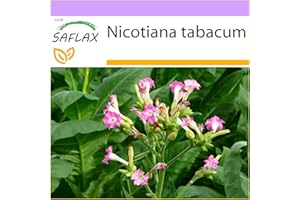 SAFLAX - Tabac - 250 graines - Nicotiana tabacum