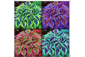 FKGNQS Hostas Plants Hosta Plants for Sale Hosta Plants Live Hosta Bulbs for Planting UK,Garden Flowers/Plant Bulbs/Ornamental Flowers/Hardy Perennial/Wedding Flowers-4Bulbs-d