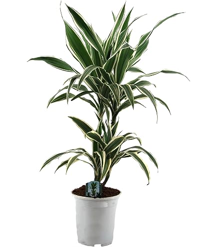 Duftender Drachenbaum 'Hawaiian Sunshine', Topf- 24 cm, H: ca. 90 cm :  Amazon.de: Garten
