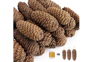 Homewit Lange Tannenzapfen, 30 Stück Pinus Maritima Zapfen - 6-8cm Natur Tanne Naturzapfen, Natur Pinienzapfen und Kiefernzapfen für Weihnachtsdekoration und Ihre Advents Deko Zapfen