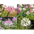 Mix Honeysuckle Vine Flowering Plant Seeds - 20 Seeds Trial Pack