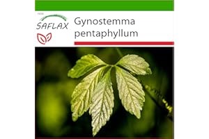 SAFLAX - - 30 semillas - Con sustrato estéril para cultivo - Gynostemma pentaphyllum