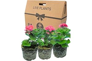 VERDANT LIVING Geranium Plants Live for Planting - 3 Large 1ltr Pot Size Garden Ready, Well Rooted, Established Pot Bedding. Add Flower Colour To Containers, Baskets, Patio & Beds. Dolce Vita Anne Light Pink Flowers