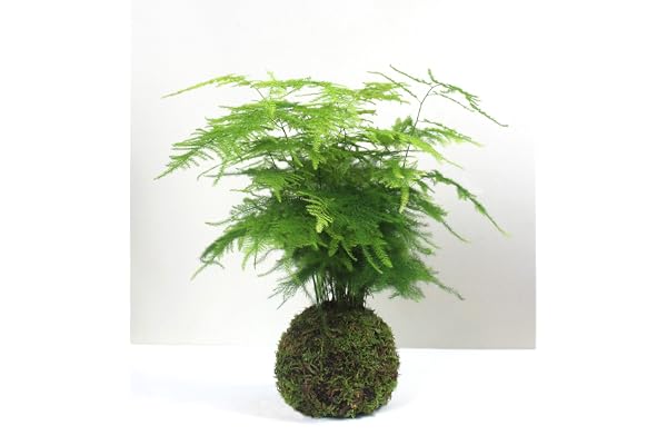 Desconocido Kokedama Asparagus Plumosus