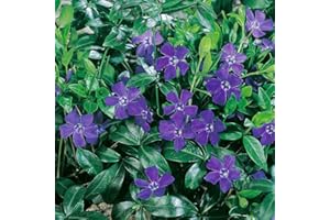 Vinca Minor Plug Plants. 'Hawaii'. Periwinkle. Fantastic Ground Cover. Medium Plug Plants x 4. Available from Bedwen Plants.