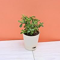 Ugaoo Good Luck Jade Plant with Self Watering Pot