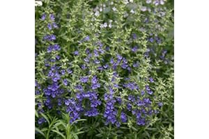 Perfect Plants - Blue Hyssop Plant in a 13cm Pot Garden Ready Herb Plant