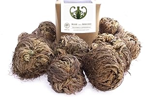 YAKEBA Lot de 10 roses de Jericho - Petit - Boîte cadeau - Plante d'intérieur parfaite comme décoration ou comme mini terrarium/accessoire de jardin en bouteille