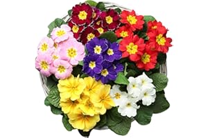 ACQUA TOWER GROWING SYSTEMS Primula Plants, 'Multicolours Mix', 20 x Full Plant Pack, Winter Bedding Plants, Winter Primulas, Garden Flowers, Garden Ready and Ready to Plant, Premium Quality Flowers