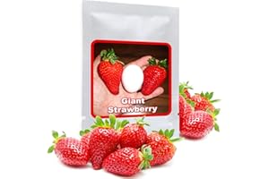 SEMENCES DE FRAISES GÉANTES "Giant" / Fragaria ananassa/ca.100 graines