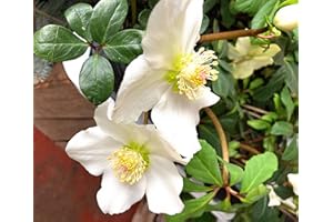LONDON ORCHID COMPANY 2 Potted Plants of White Hellebore in 15cm pots (Christmas Rose) Includes Postage