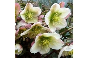 GARDENERSDREAM Helleborus Winter Moonbeam - Christmas Rose Plant, Ground Cover Plants Evergreen, Hellebores Plants Garden Ready, Outdoor Plants Shade Lovers Perennial Plants Garden Ready (9cm Pot, 10-20cm)
