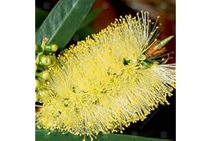 GARDENERSDREAM Callistemon 'Honeypot' Bottlebrush Evergreen Flowering Garden Shrub | 9cm Pot