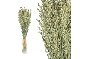 Inter Flowers GmbH Echter Hafer getrocknet im Bund - stark duftend Deko, Haferbund Trockenblumen, trockenblumen deko, getrocknete Blumen Lavendelblüten Echt Raumduft Blüten (1 Bund Hafer)